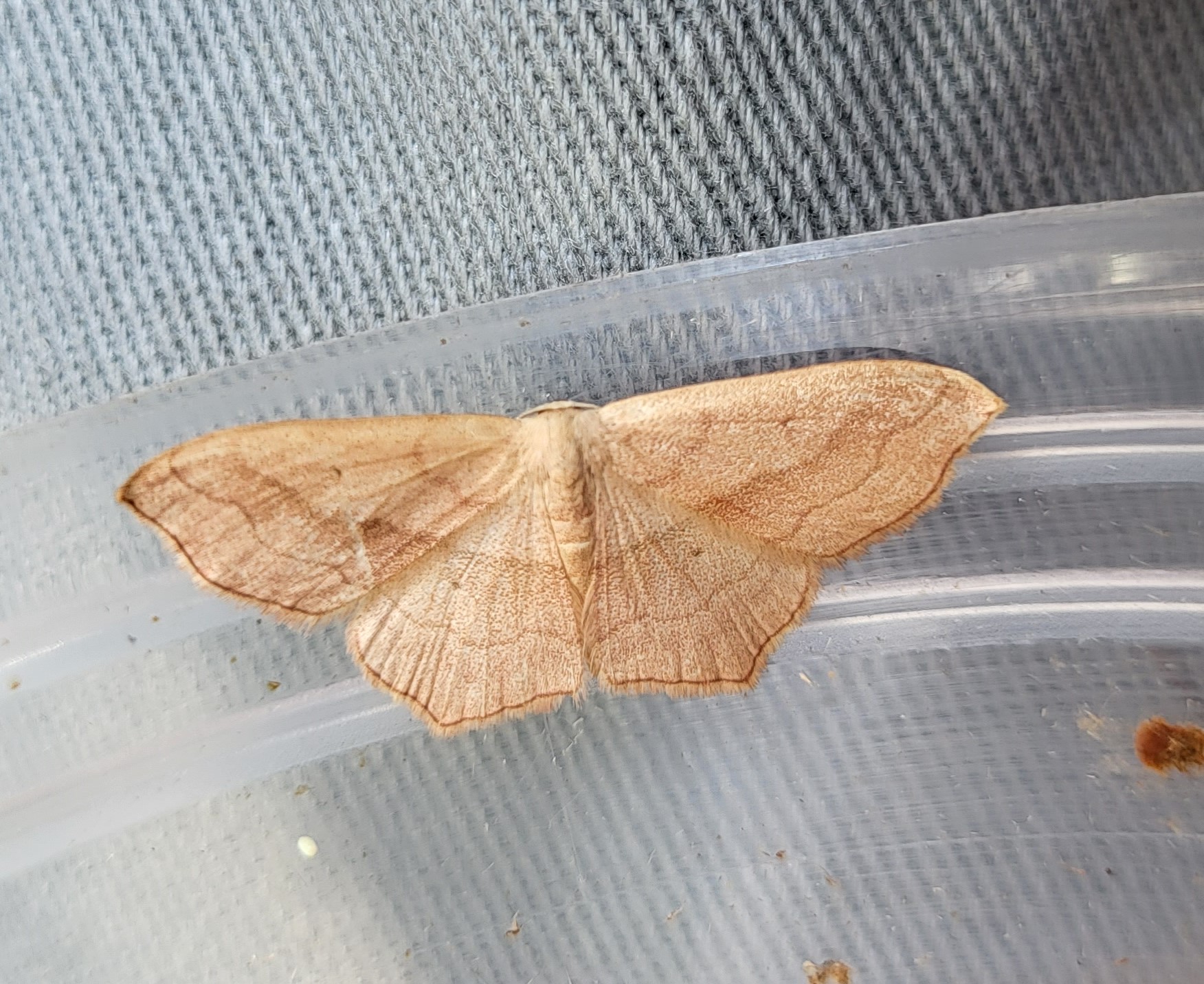 Photo of Small Blood-vein (Scopula imitaria)